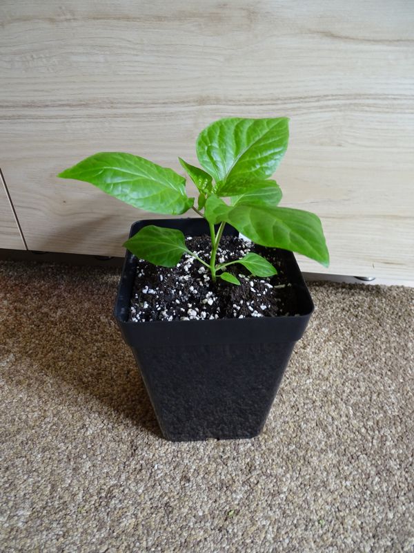 Carolina_Reaper_Chocolate2_20180330