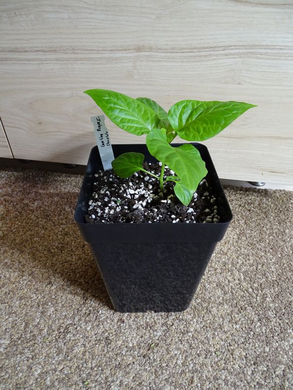 Carolina_Reaper_Chocolate_20180330