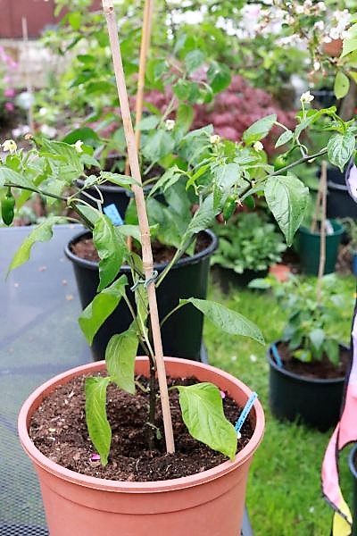 Carrot Drop F3 orange
