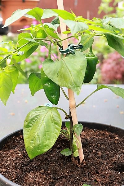 Carrot Drop F3 orange