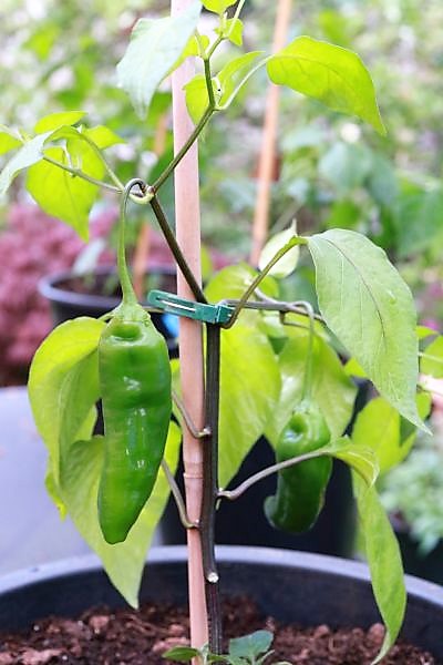 Carrot Drop F3 orange