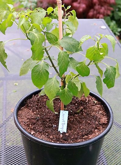 Carrot Drop F3 orange