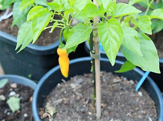 Carrot Drop F3 orange