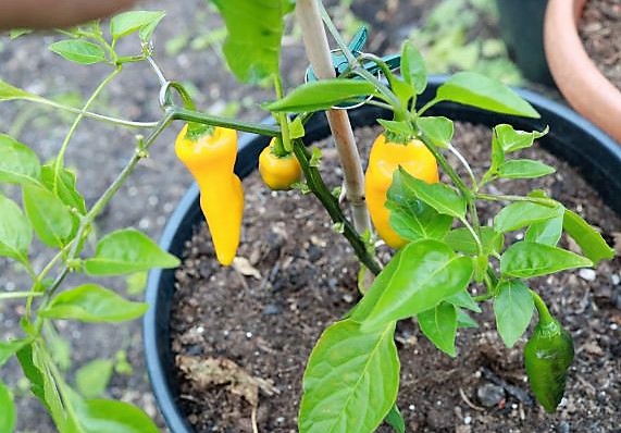 Carrot Drop F3 orange