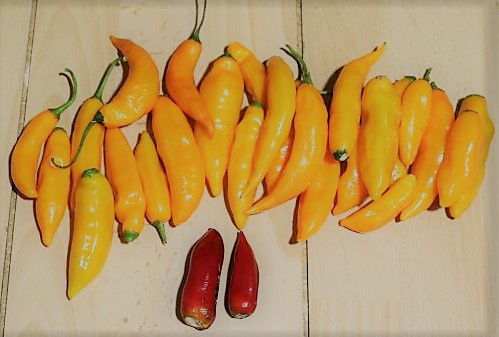 Carrot Drop-Jalapeno Tiger