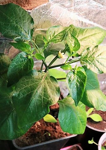Carrot Drop orange F3