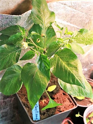 Carrot Drop orange F3