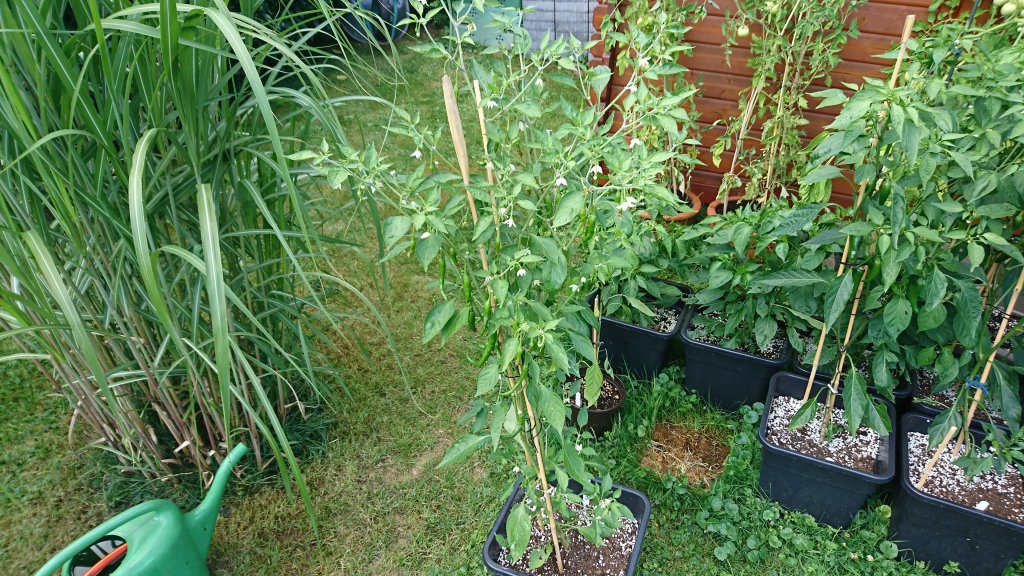 Cayenne 04.07.