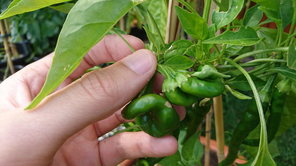 Cayenne mutant (2)