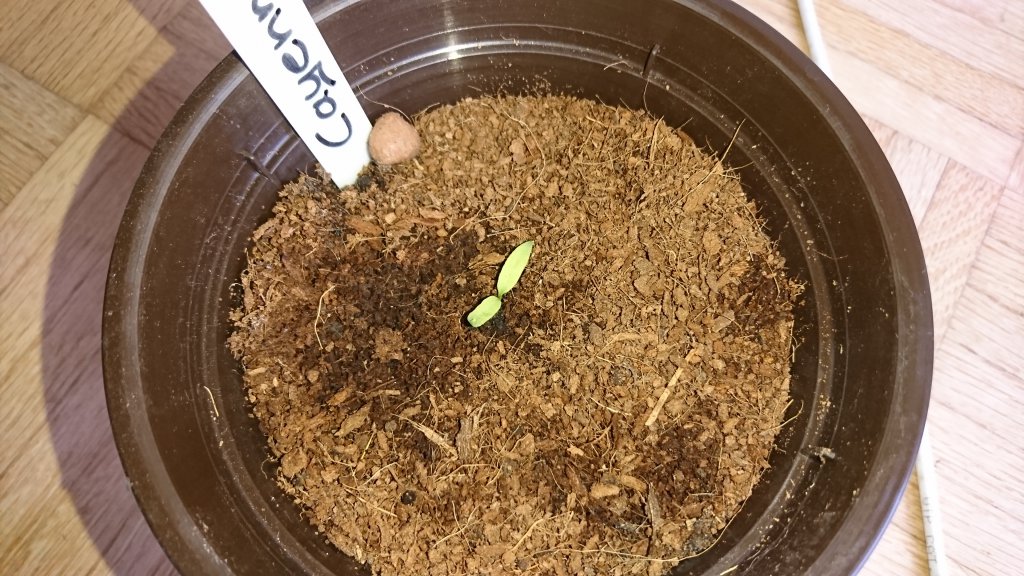 Cayenne Schwächling