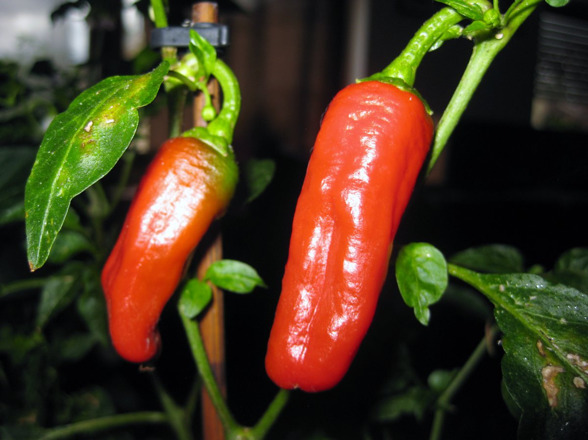 Cayenne? wahrscheinlich falsch beschriftet?