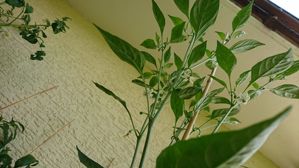 Cayenne