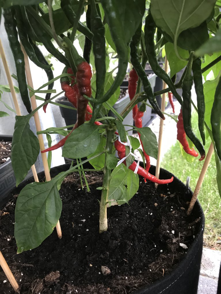 Cayenne