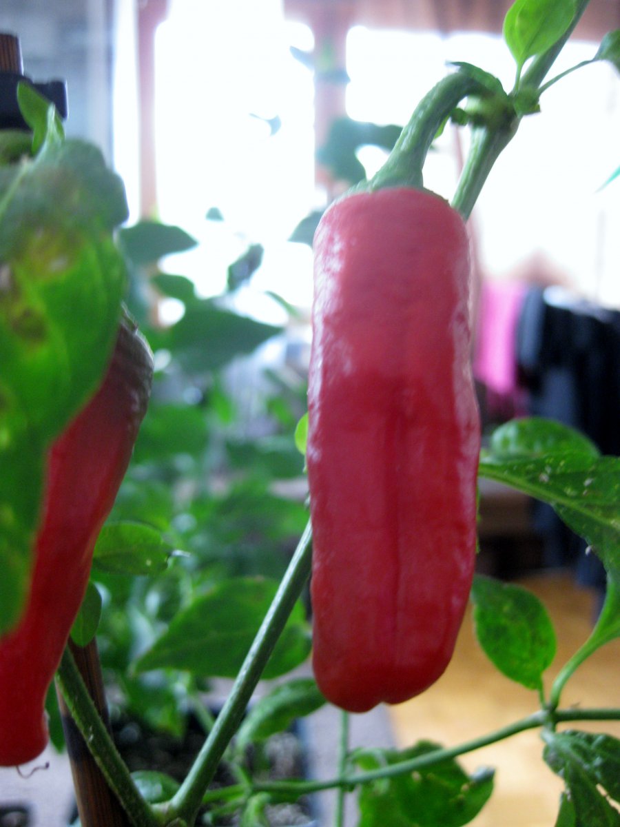 Cayenne????