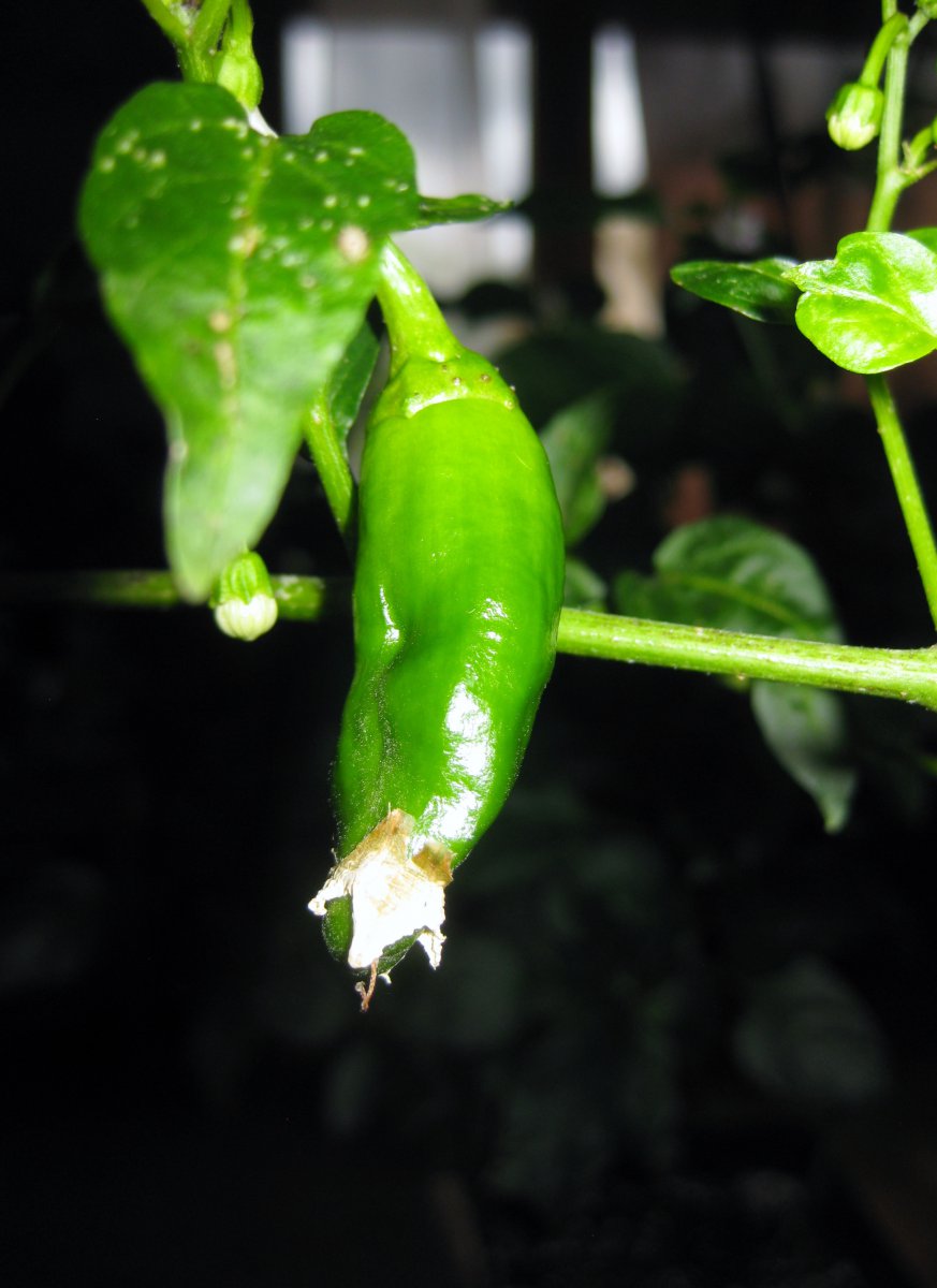 Cayenne