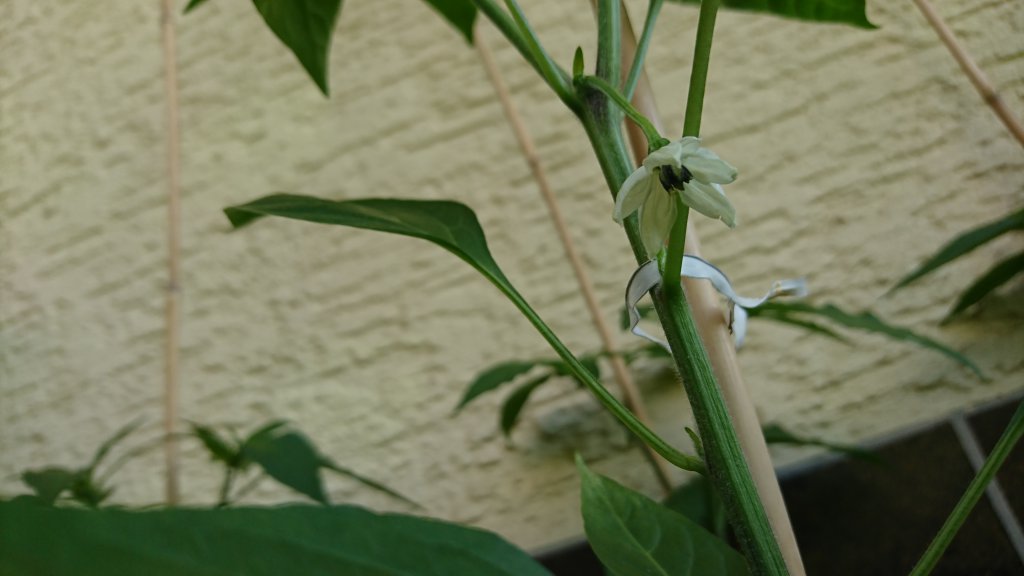 Cayenneblüte