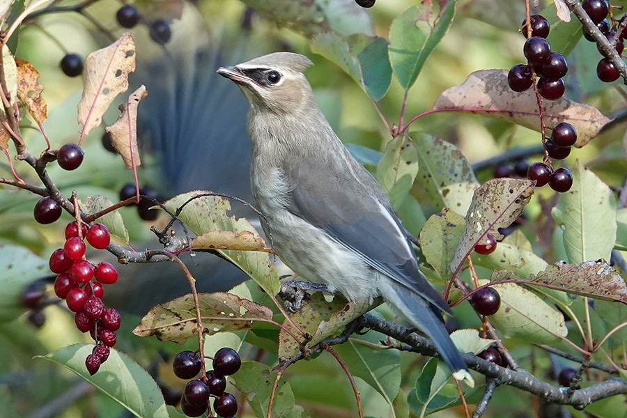 Cedar Waxwing Immature