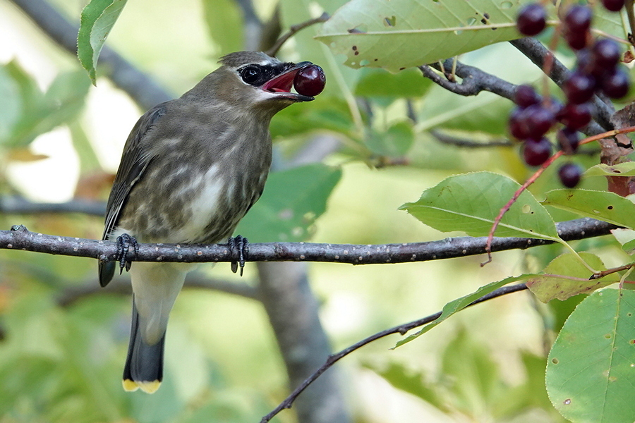 Cedar Waxwing Immature