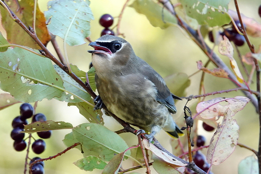 Cedar Waxwing Immature