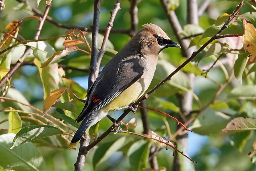 Cedar Waxwing