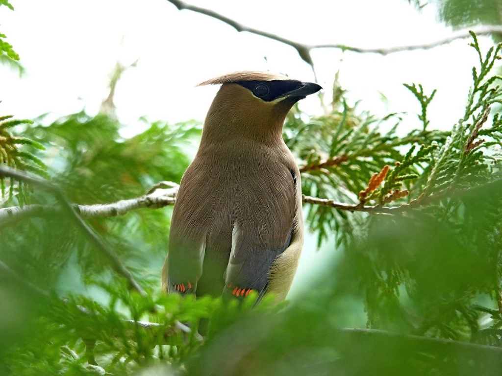 Cesar Waxwing