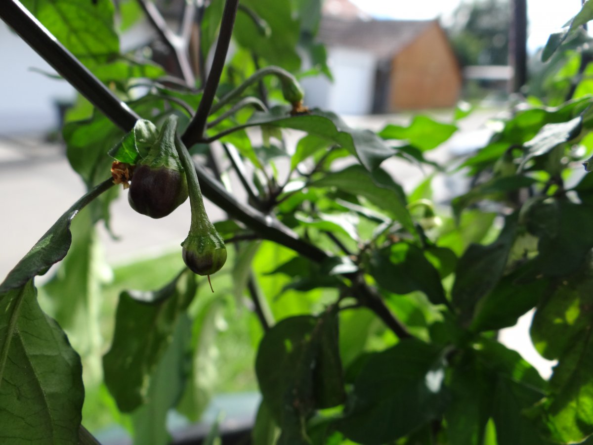 CGN21500 Beeren.JPG
