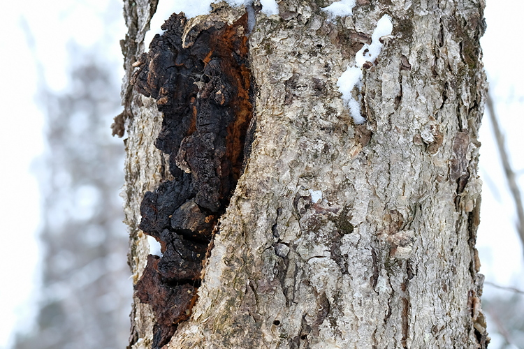 Chaga Pilz