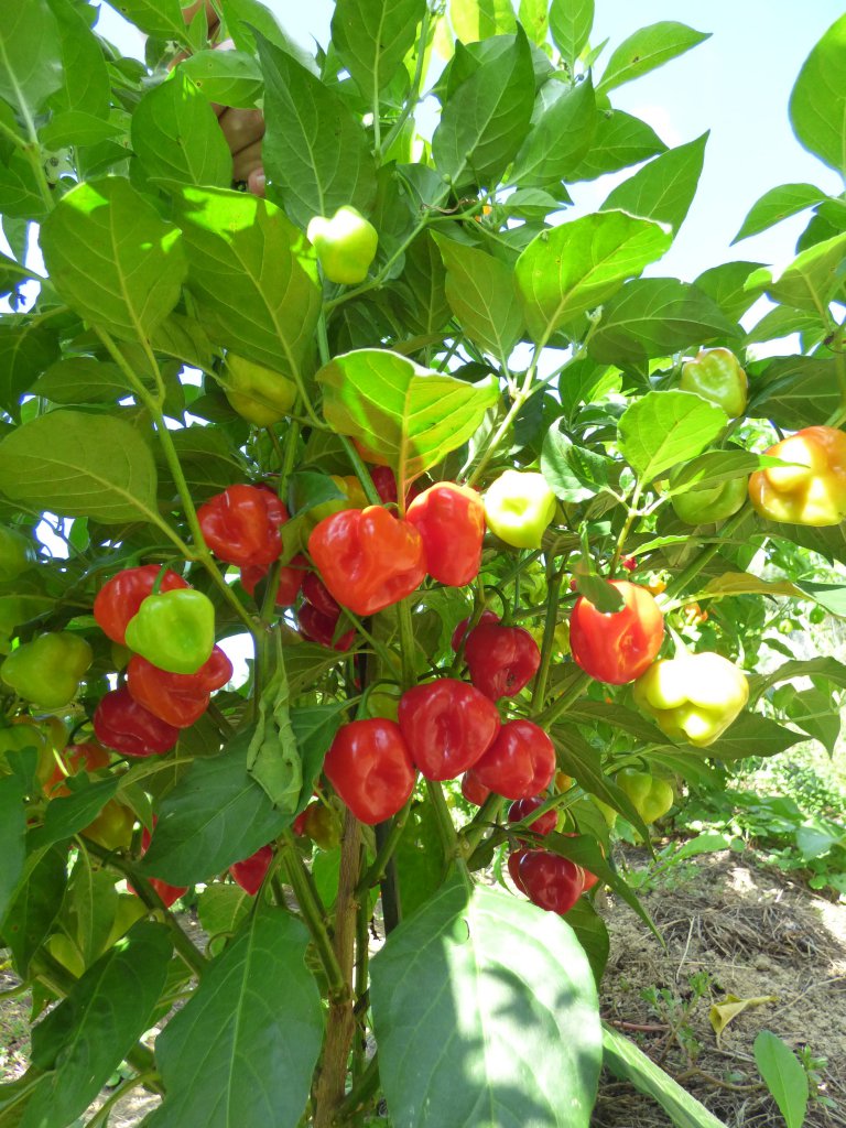 Cheiro Caya