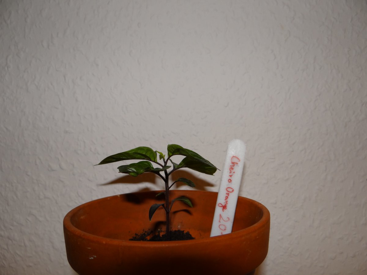 Cheiro Orange 2 S.JPG