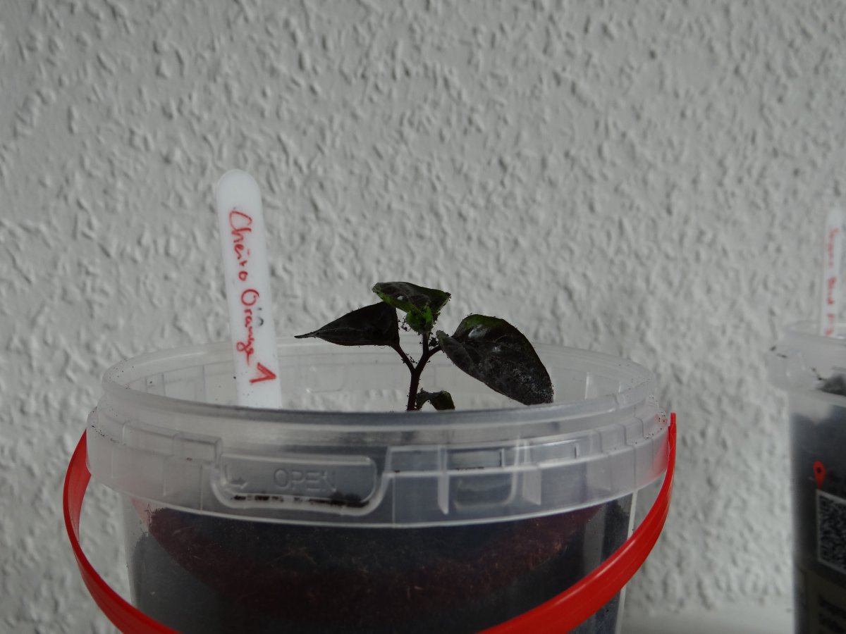 Cheiro Orange 20 1.JPG