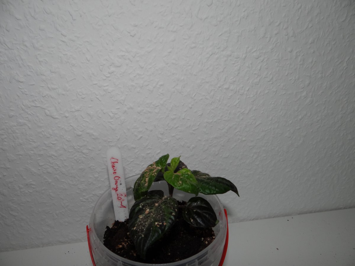 Cheiro Roxa 1.JPG
