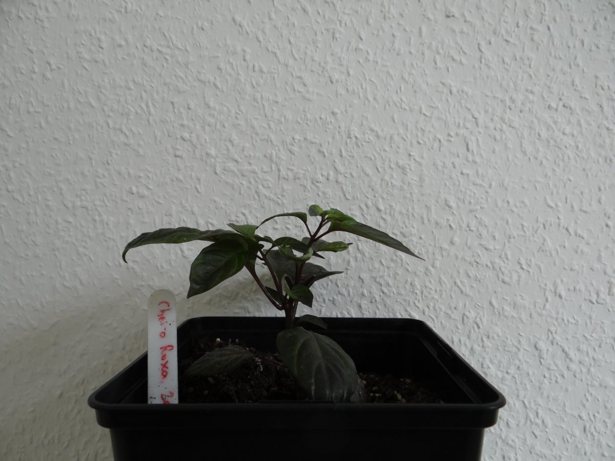 Cheiro Roxa.JPG