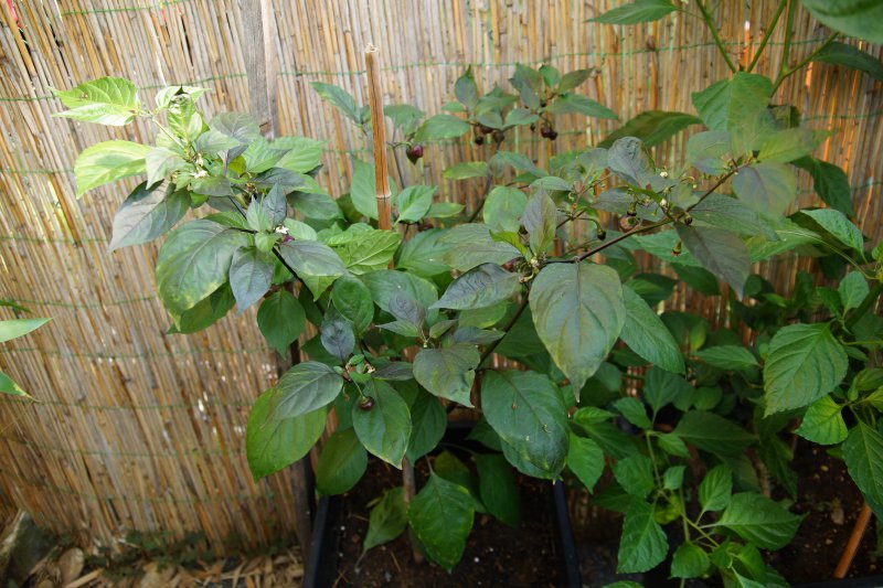 Cheiro Roxa