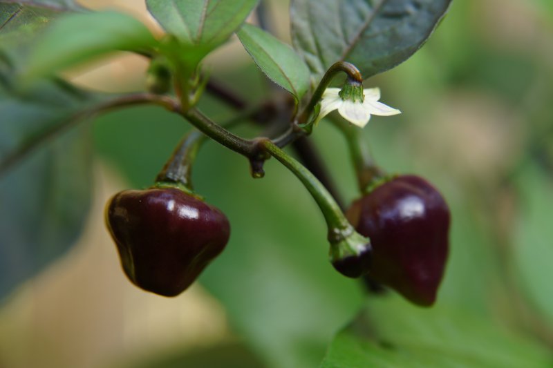 Cheiro Roxa