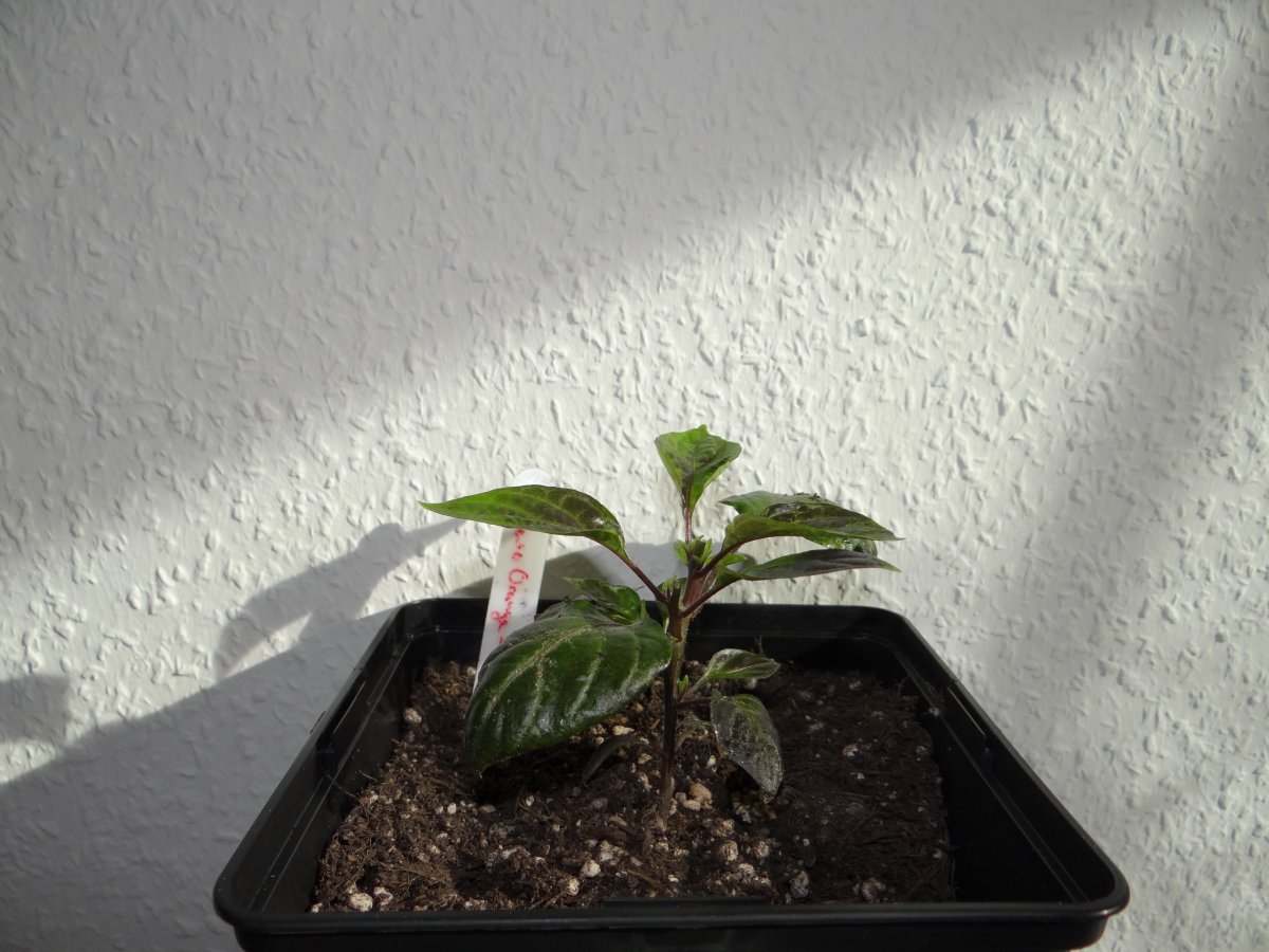 Cherio Orange 1.JPG