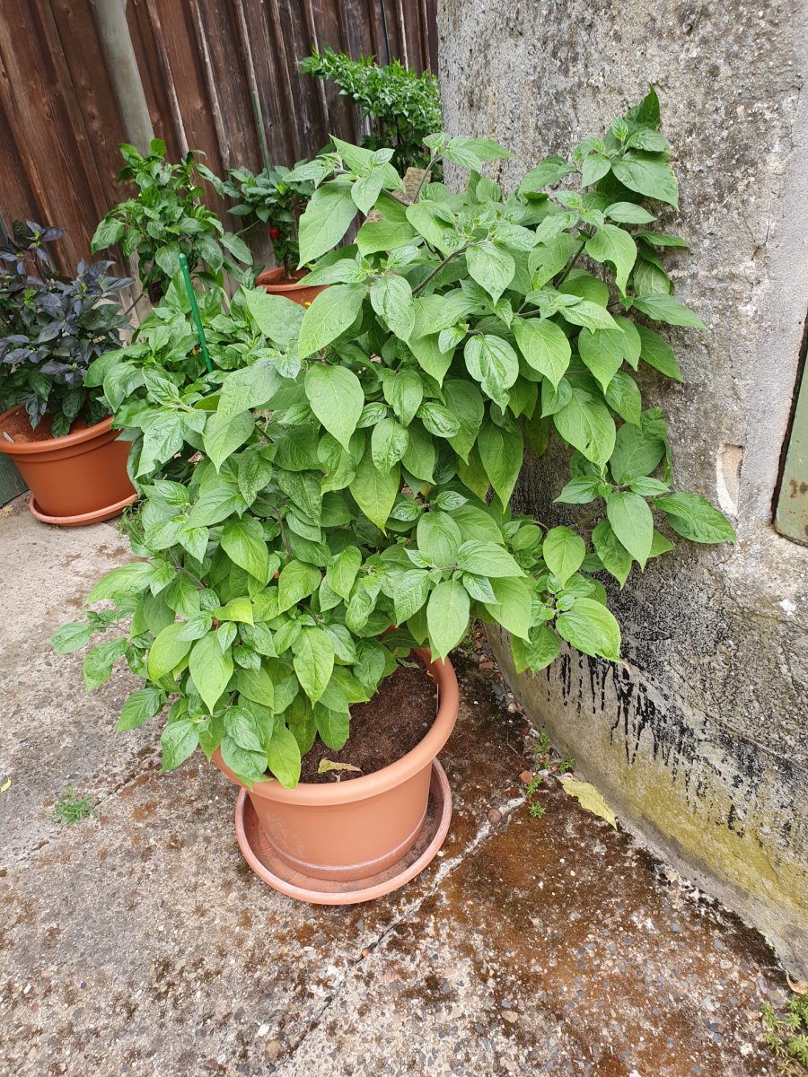 Chile de Cera
