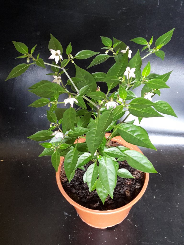 Chili 2016 0310 043