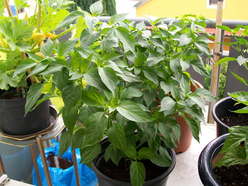 Chili Jalapeno Early 11.6.15