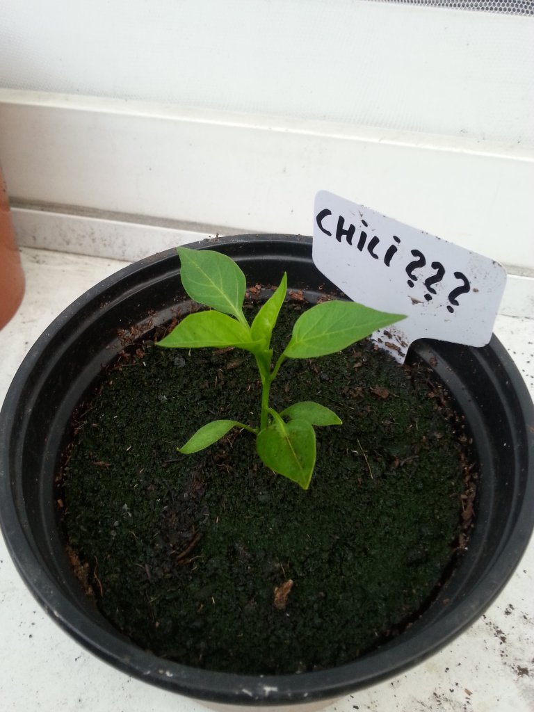Chili Unbekannt