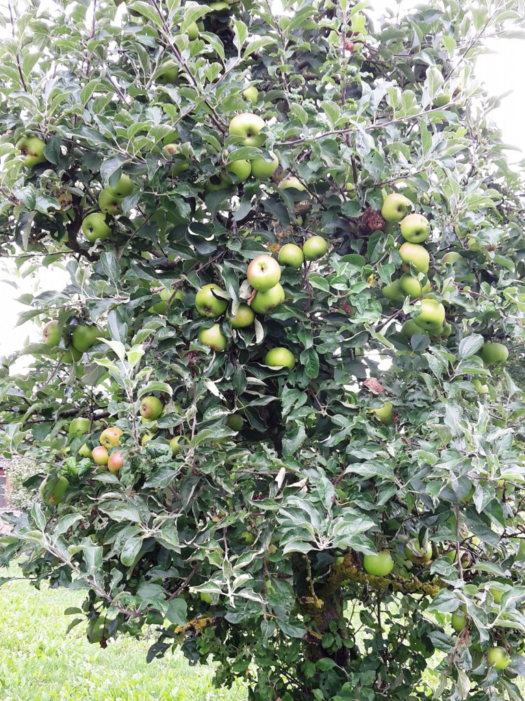 Chili2016-0308 015