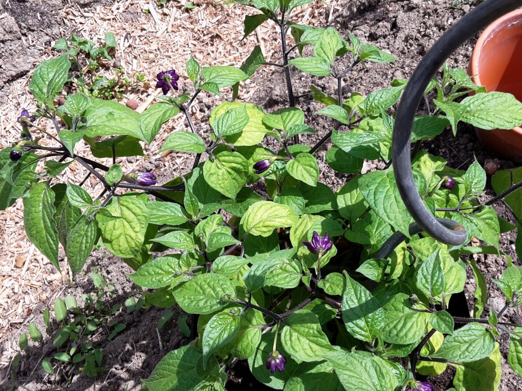 Chili2016-0607 014
