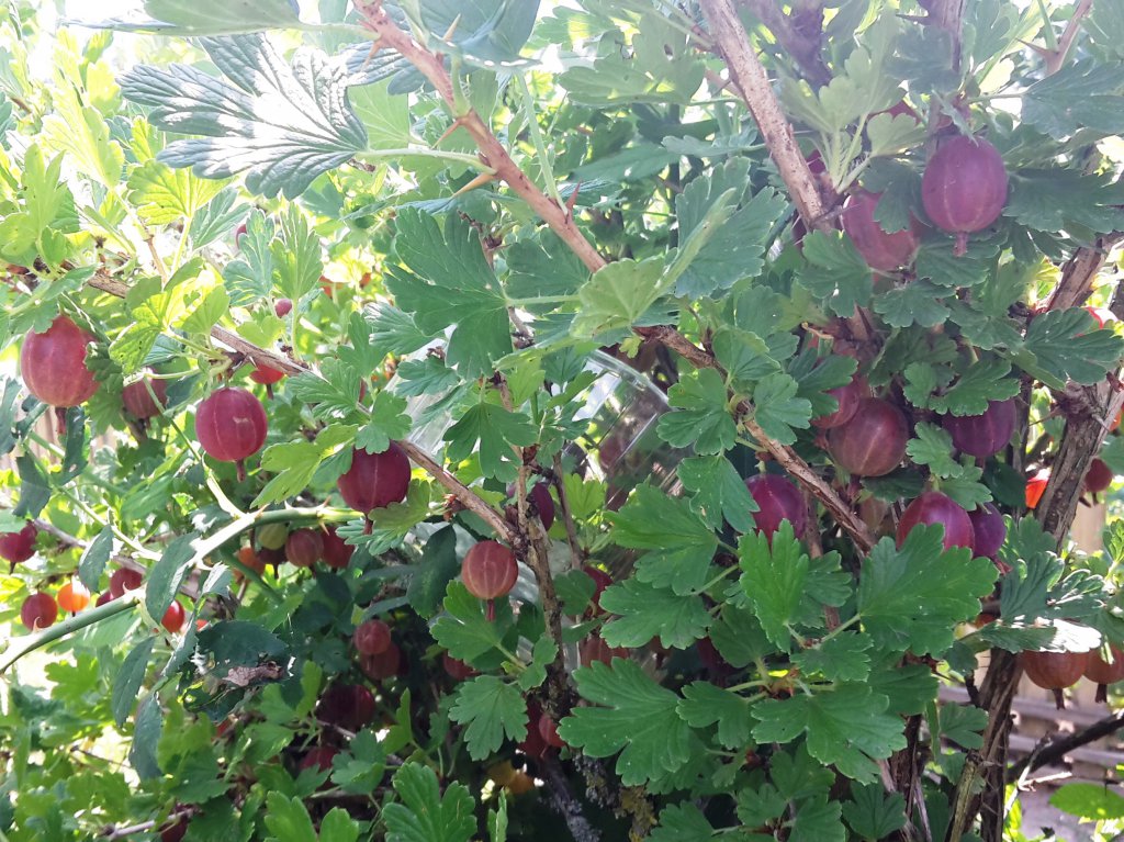 Chili2016-0707 038