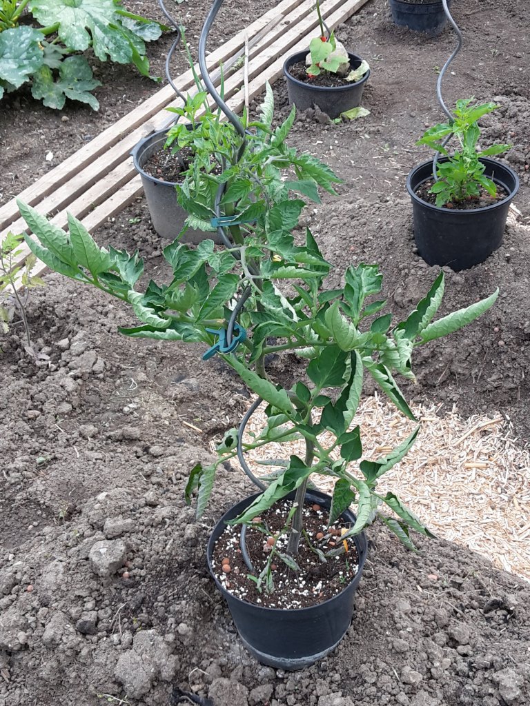 Chili2016-1806 015