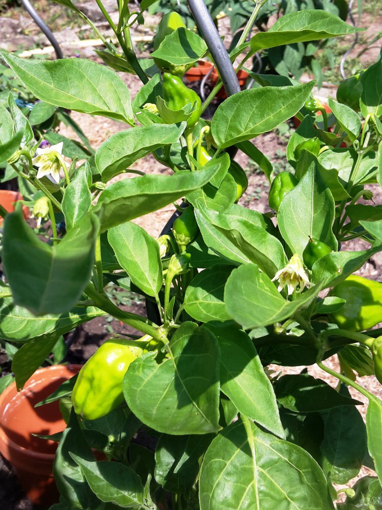 Chili2016-1807 014