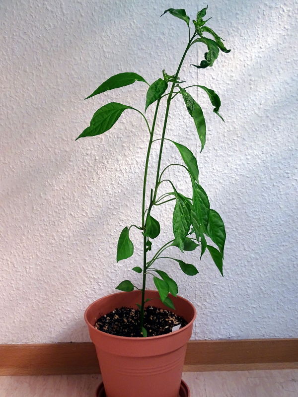 Chili237_20170826