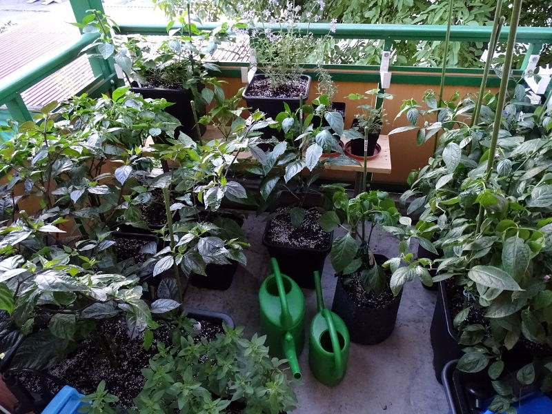 Chilibalkon_20160604