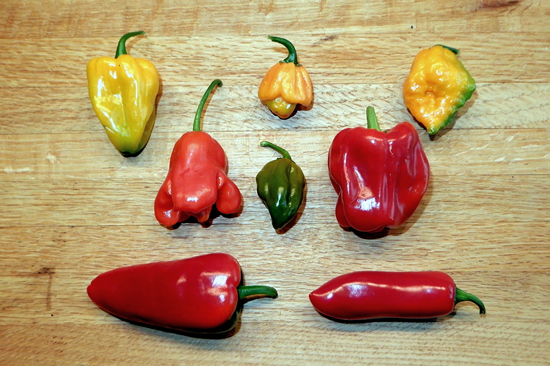 Chilisorten
