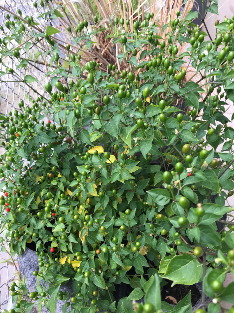 Chiltepin.jpg