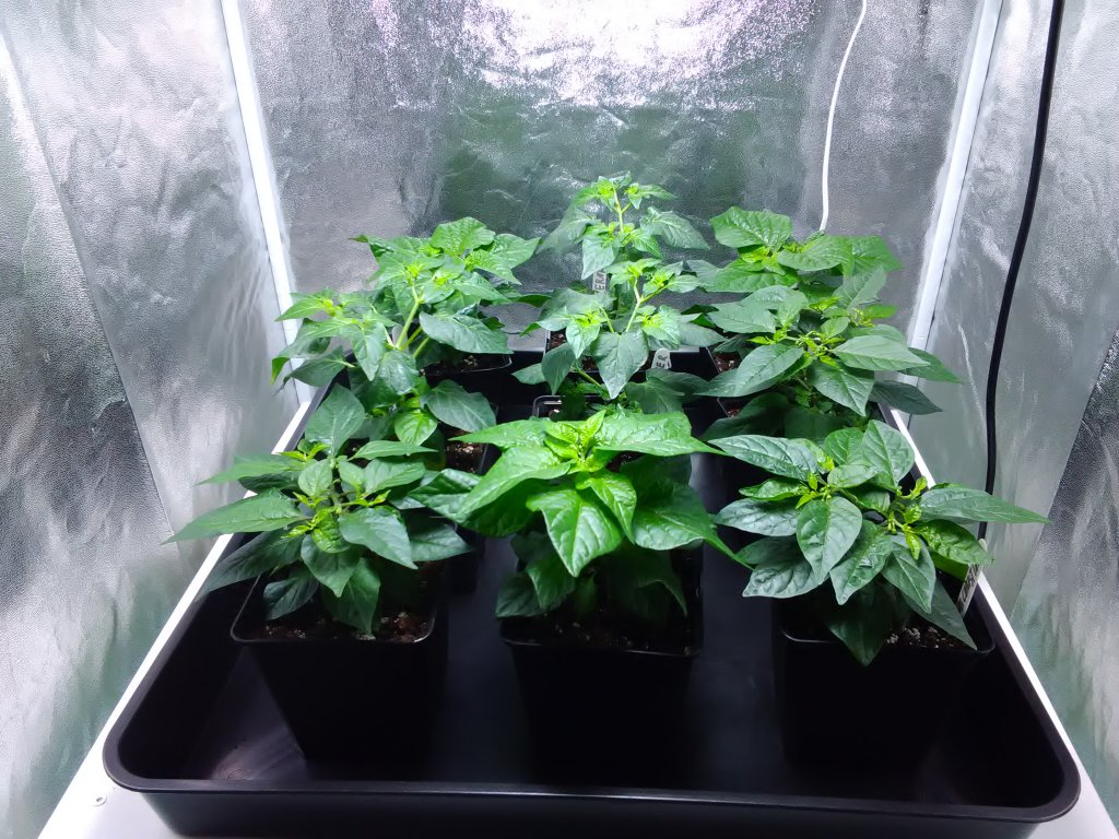 Chinensen/Baccatum 12.3