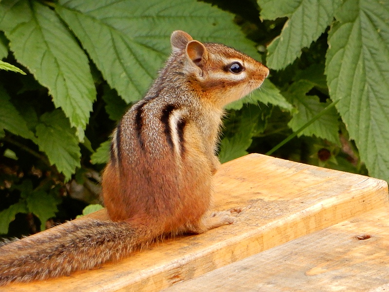 Chipmunk im Garten